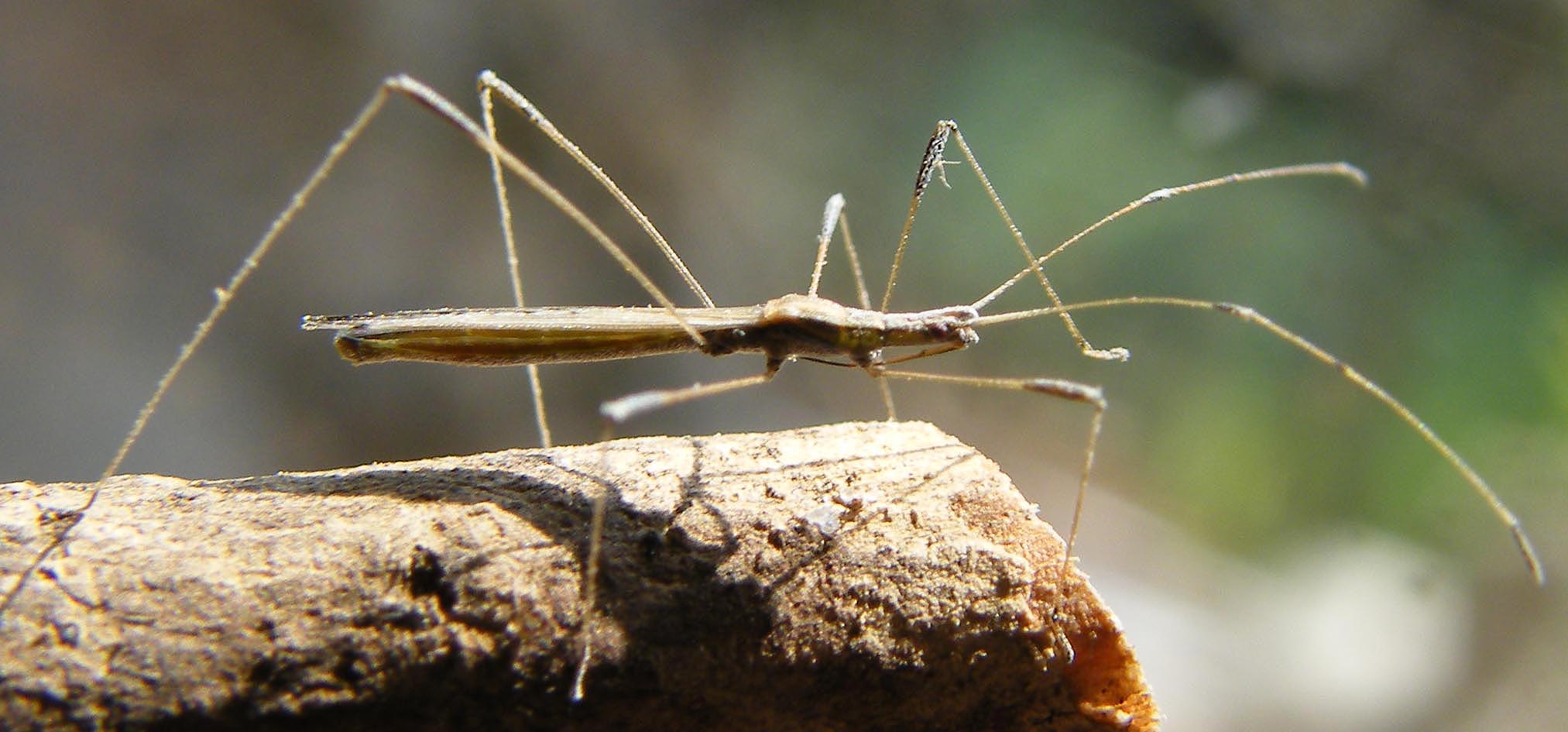 Berytidae: Neides aduncus della Sardegna