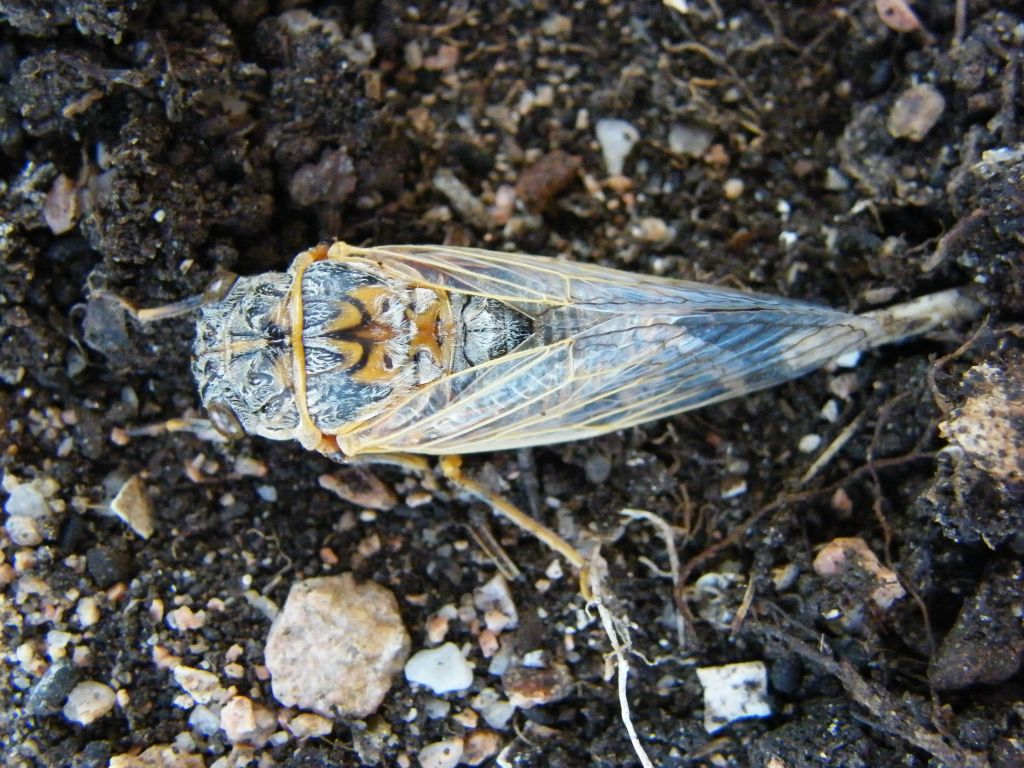 Tibicen haematodes?