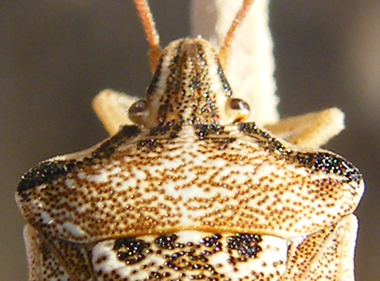 Ancora Codophila varia delle saline di Cagliari