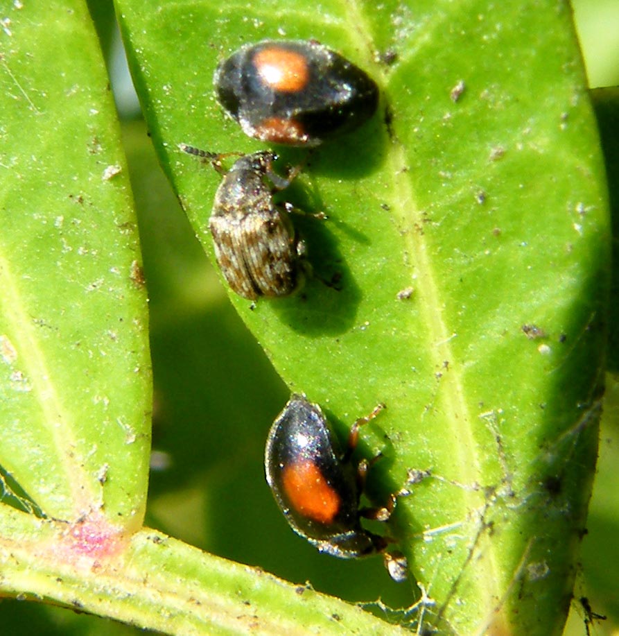 Coccinellidae:  Scymnus cfr. rufipes