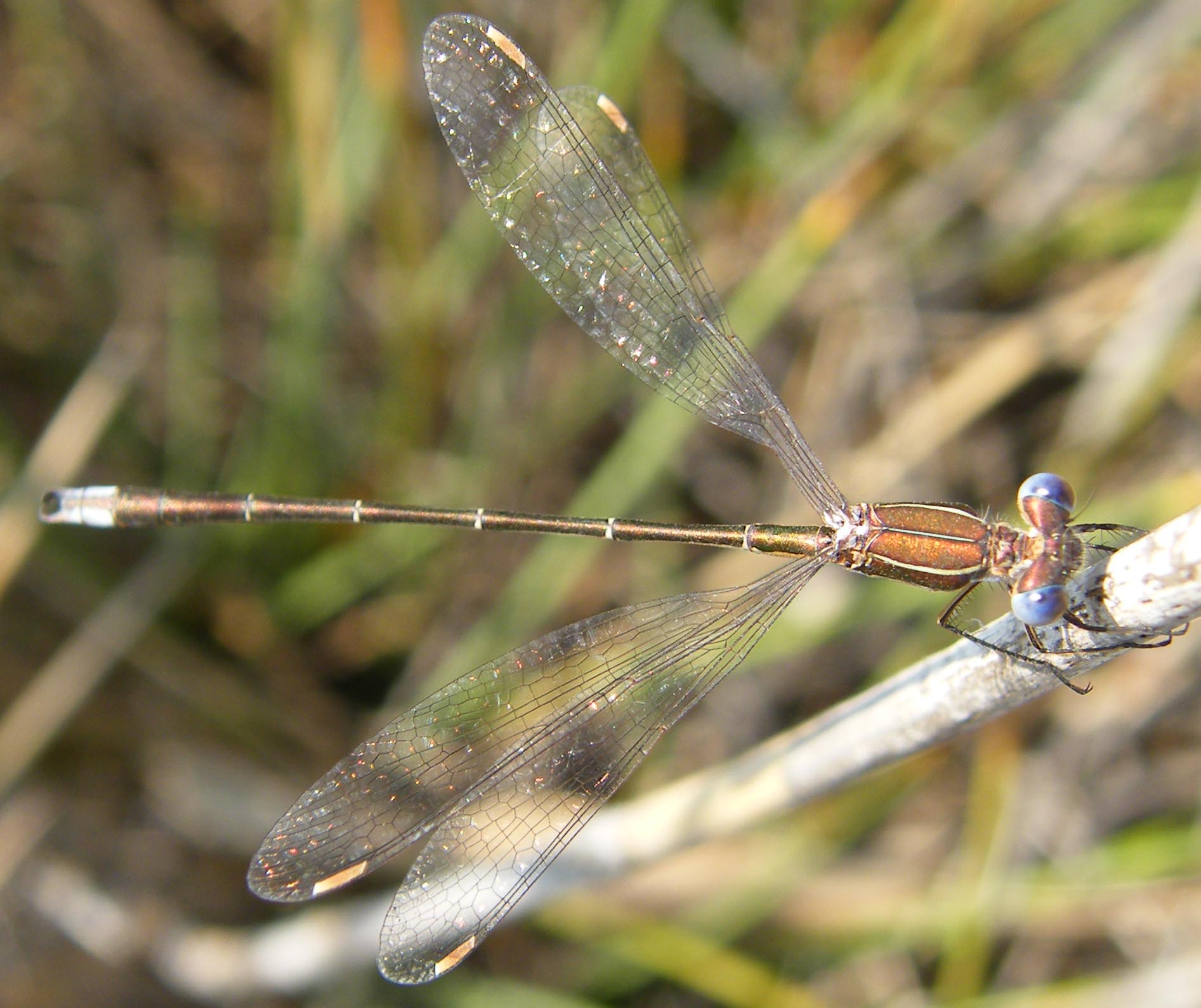 Lestes macrostigma? no: barbarus e virens