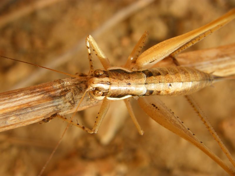 Femmina di Pterolepis pedata