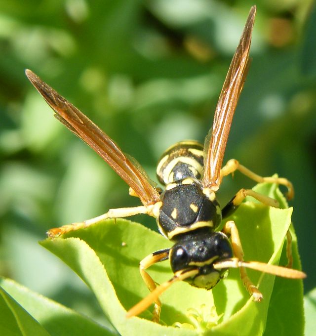 Polistes dominulus F (Vespidae)