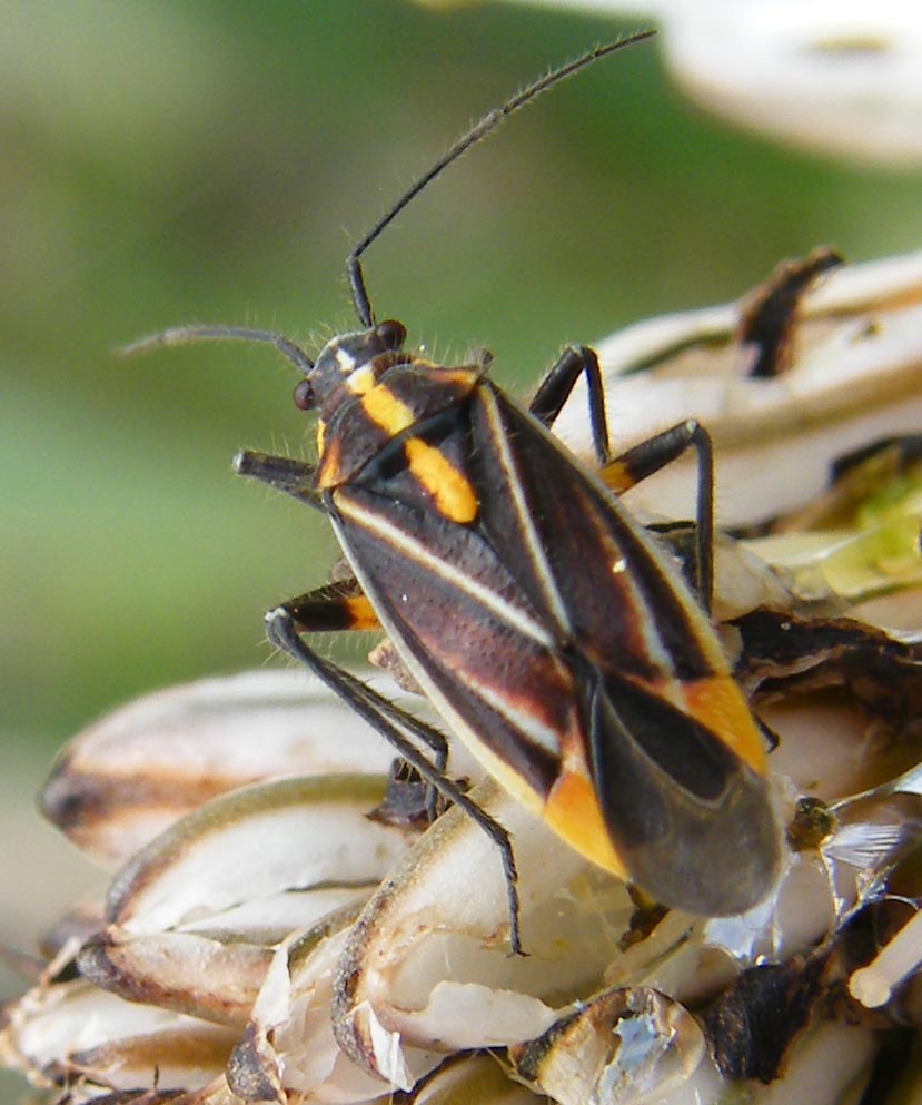 Miridae: Horistus orientalis su asfodelo