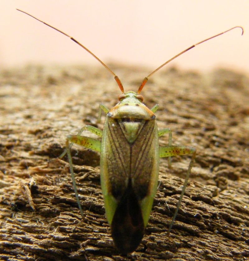 Miridae: Closterotomus trivialis, femmina