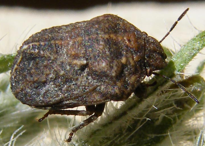 Scutelleridae: Psacasta tuberculata della Sardegna
