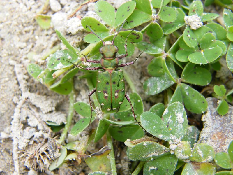 Cicindela campestris corsicana di Cagliari