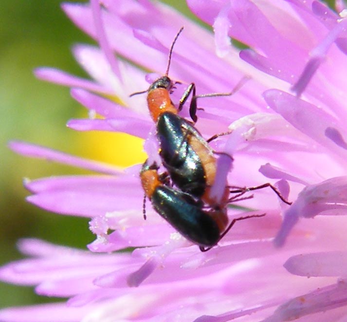 Ebaeus? No, Attalus sp.