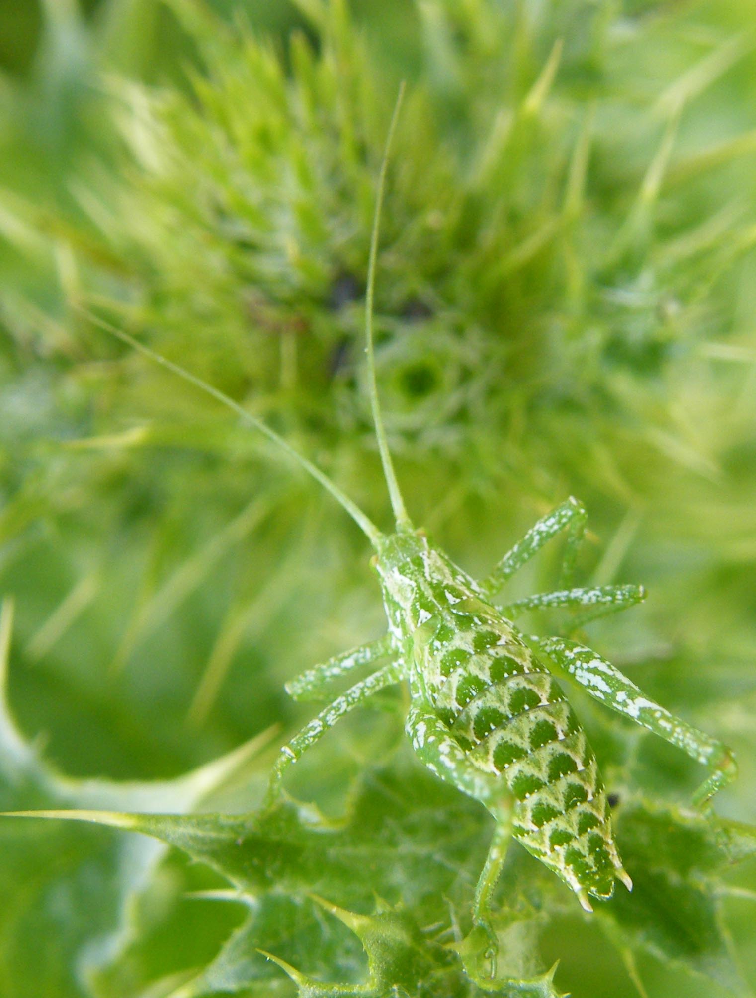 Ensifero: Odontura sp. (Phaneropteridae)