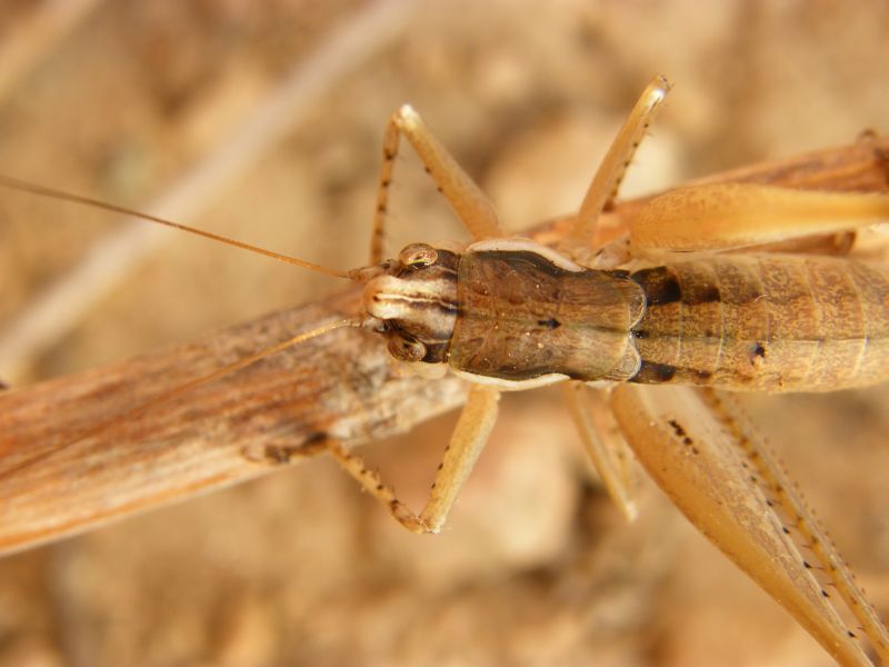 Femmina di Pterolepis pedata