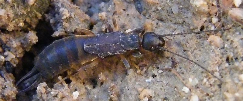 Nala lividipes