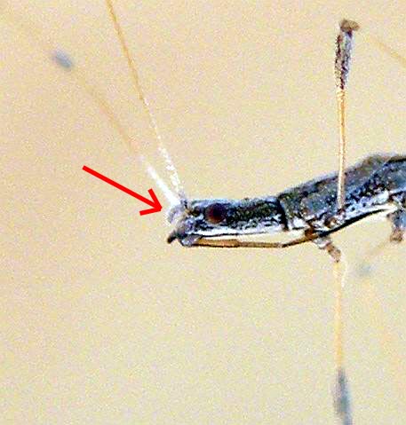 Berytidae: Neides aduncus della Sardegna (Cagliari dint.)