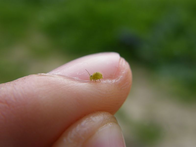 Altri collemboli - Sminthurus viridis