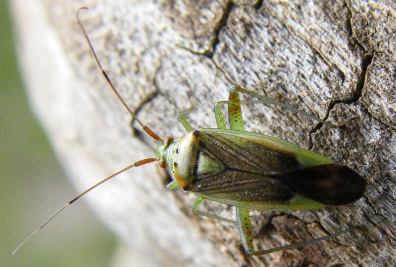 Miridae: Closterotomus trivialis, femmina