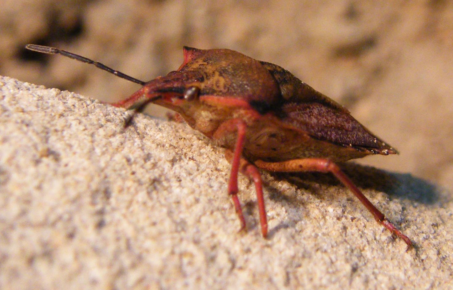 Carpocoris mediterraneus ?