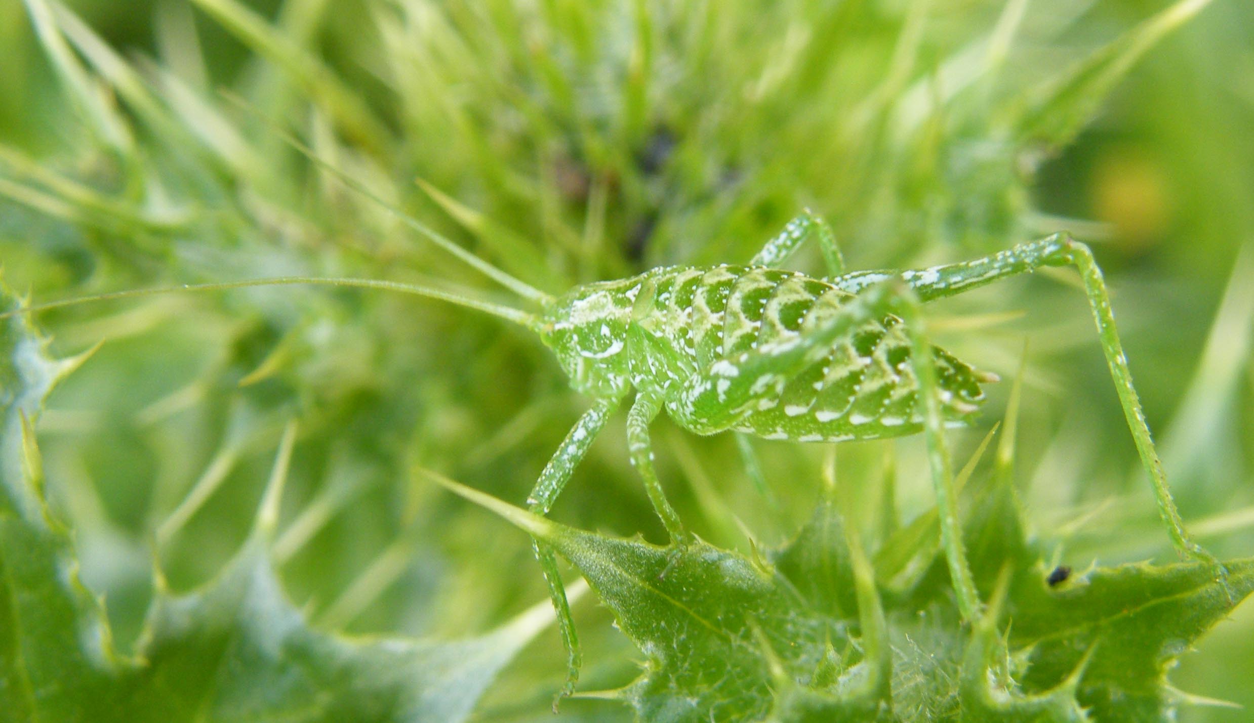 Ensifero: Odontura sp. (Phaneropteridae)