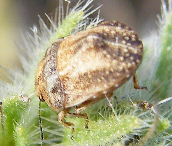 Scutelleridae: Psacasta tuberculata reloaded di Sardegna