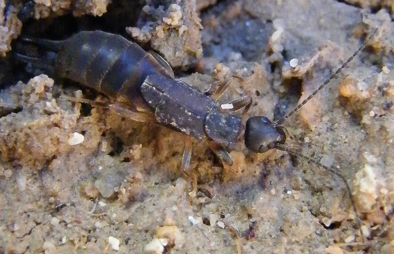 Nala lividipes