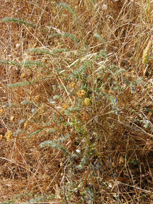 Scutelleridae: Psacasta tuberculata della Sardegna
