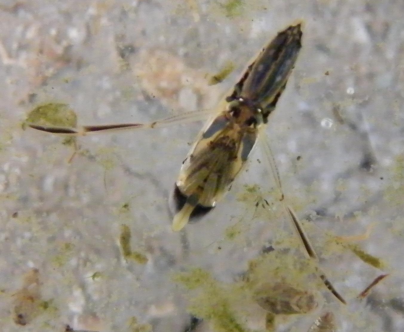 Notonectidae: Anisops sardeus