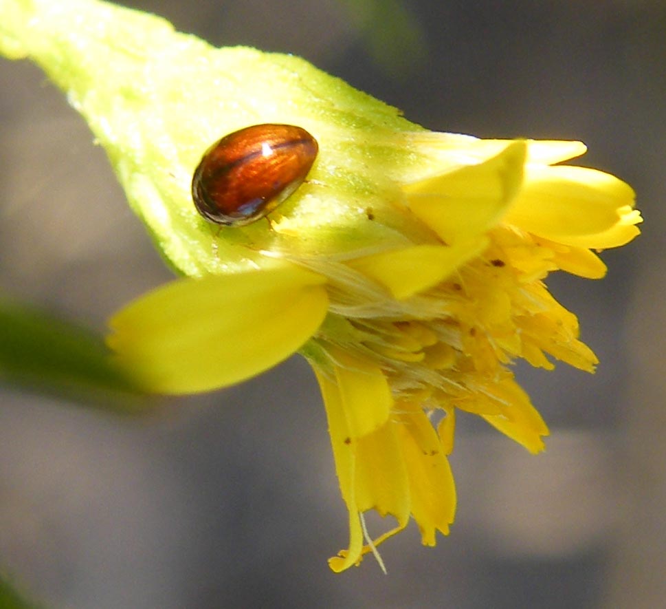 Coleotteri minuscoli