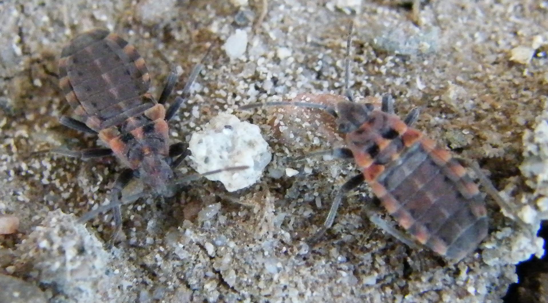 Larva o adulto: Apterola kuenckeli