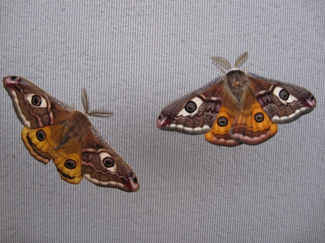 Saturnia pavonia e pavoniella insieme.