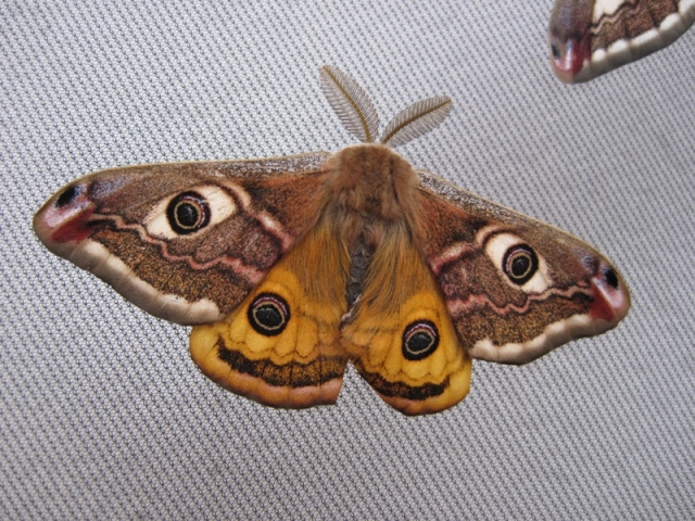 Saturnia pavonia e pavoniella insieme.
