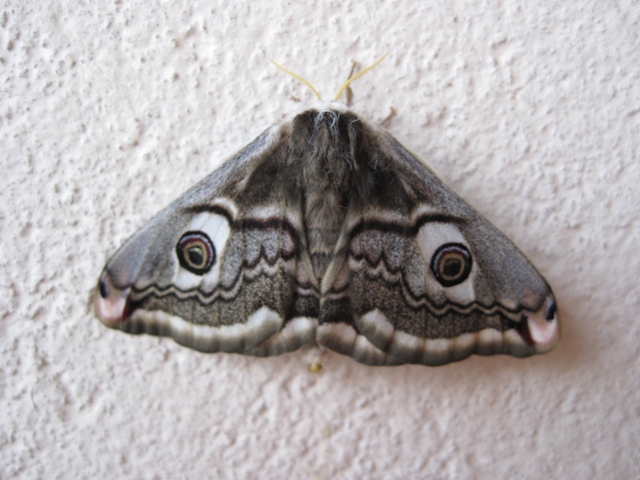 Saturnia pavonia e pavoniella insieme.