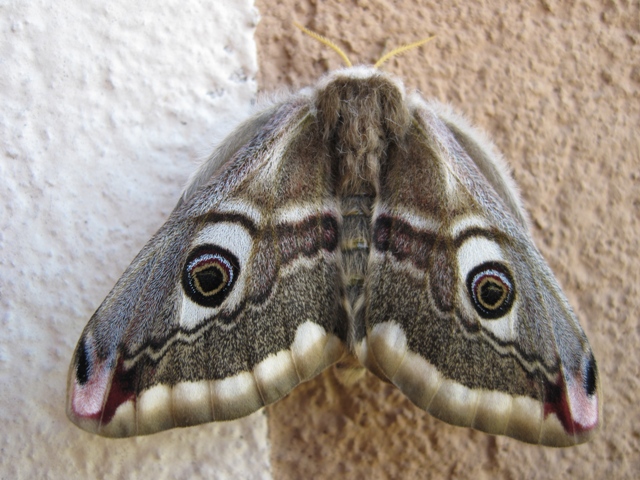 Saturnia pavonia e pavoniella insieme.