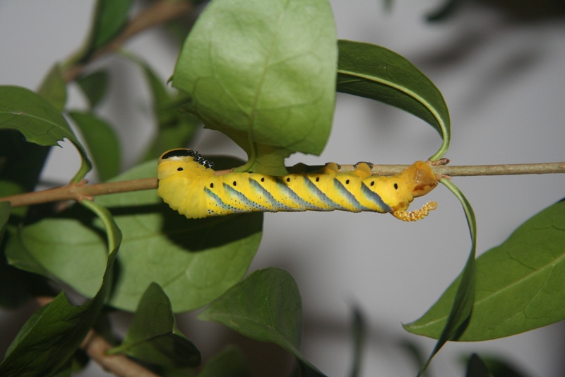 Ciclo vitale della Sfinge testa di morto, Acherontia atropos