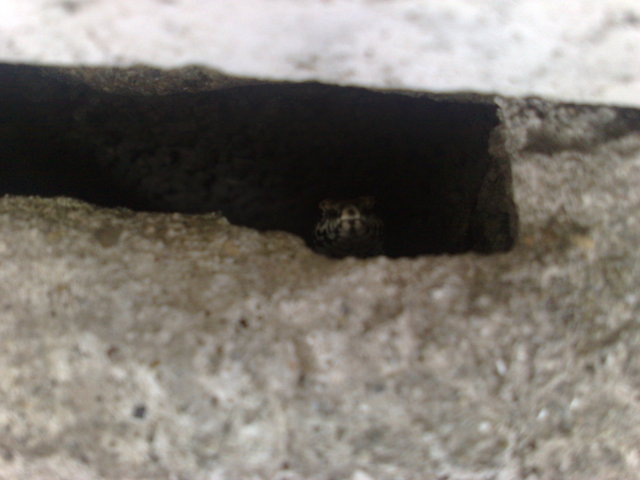 Mi spia...Podarcis Muralis