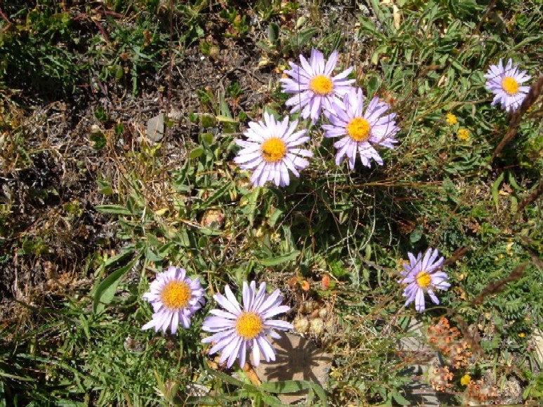Piante e fiori delle Alpi Marittime della Liguria
