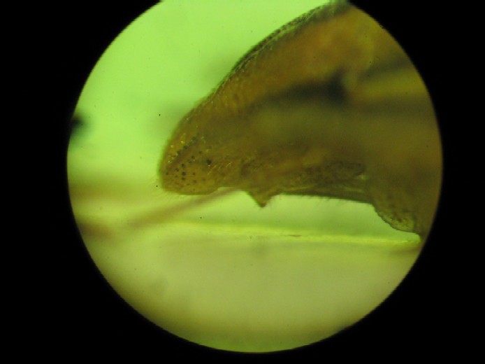 Aelia rostrata, A.germari, A.acuminata, A.klugi