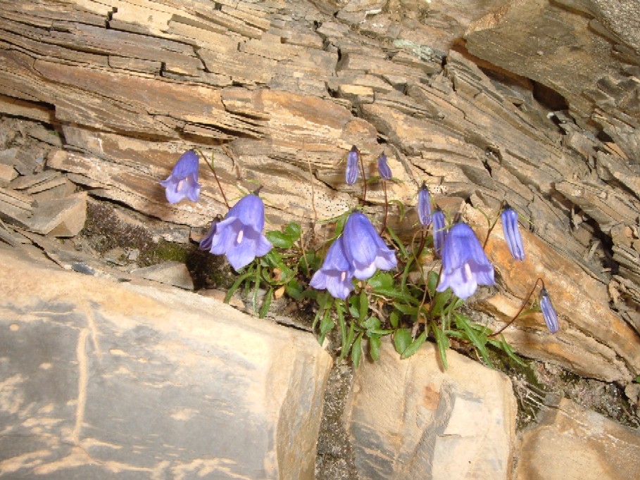 Piante e fiori delle Alpi Marittime della Liguria