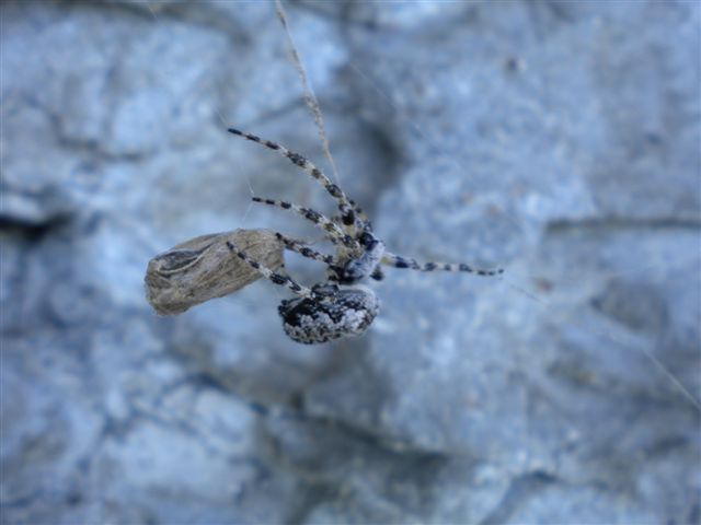 Araneus nelle Alpi centrali