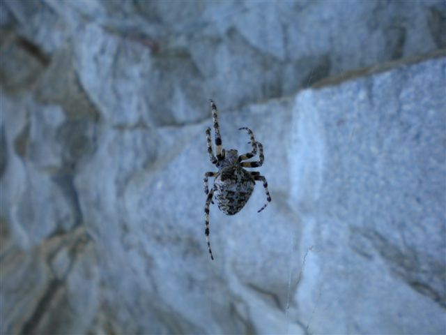 Araneus nelle Alpi centrali