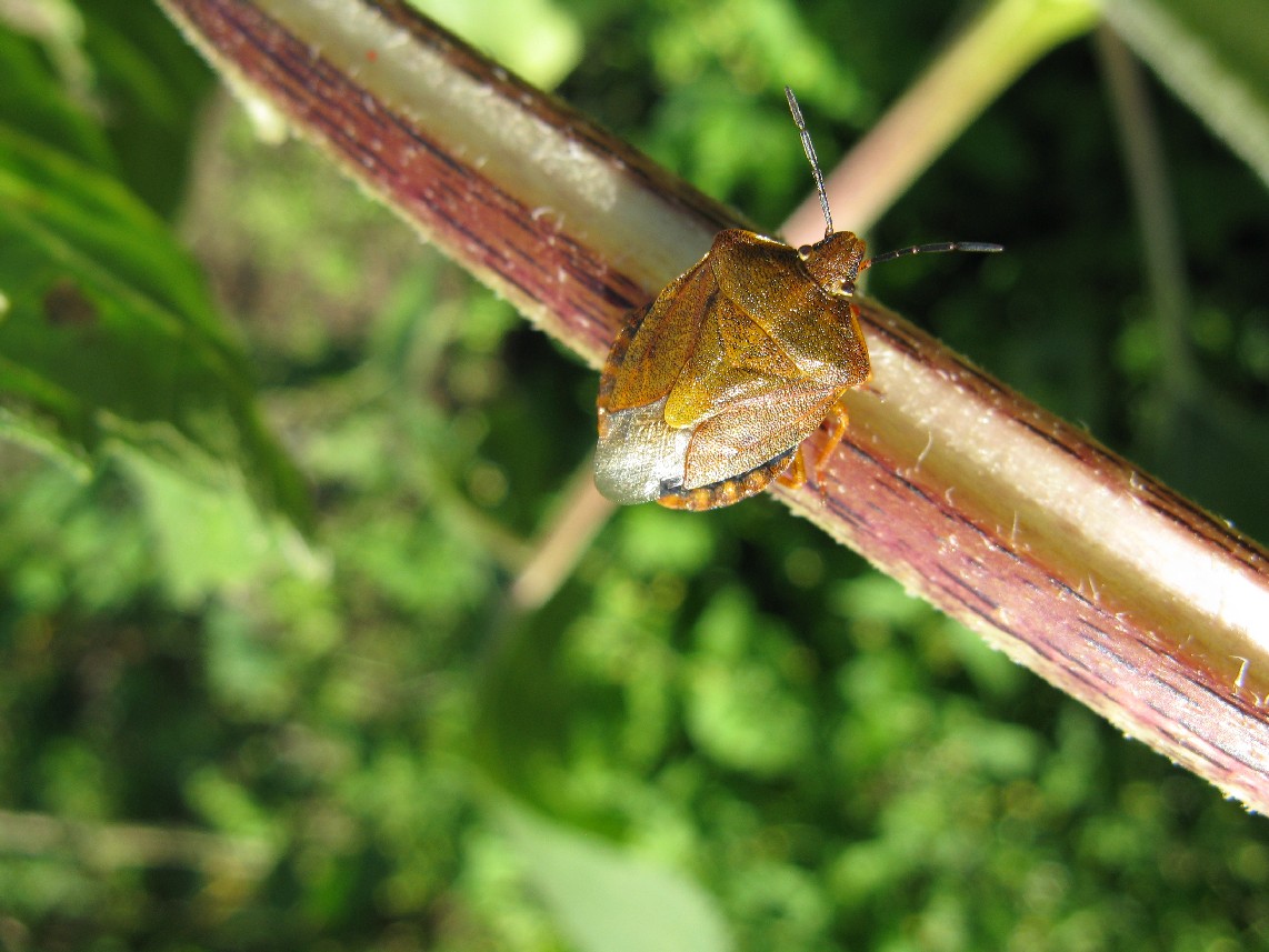 Carpocoris: chiave semplice