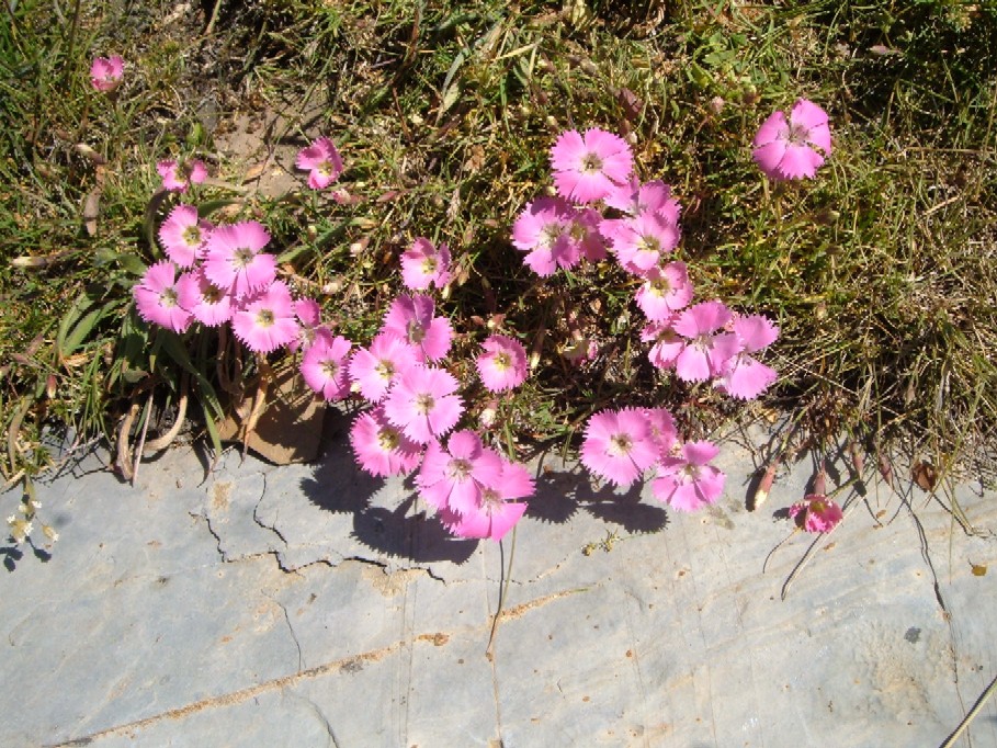 Piante e fiori delle Alpi Marittime della Liguria