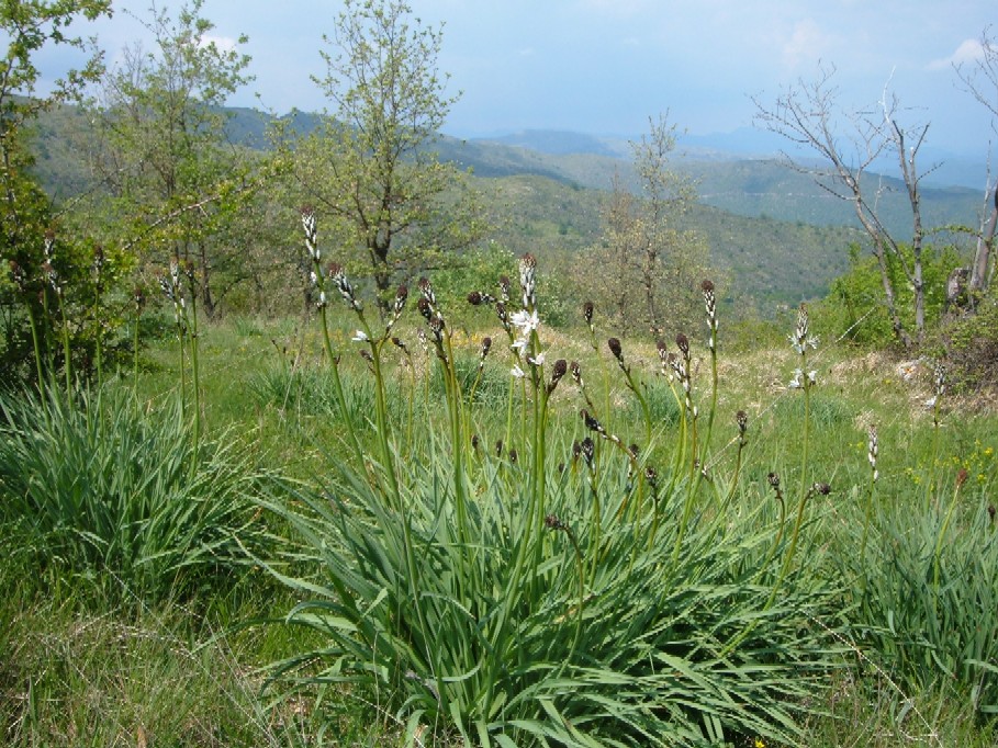 Piante e fiori delle Alpi Marittime della Liguria