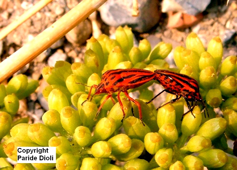 Graphosoma euro-mediterranei