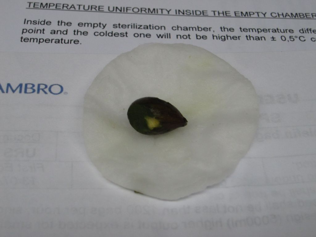 Val Poschiavo: semi autoctoni o esotici??