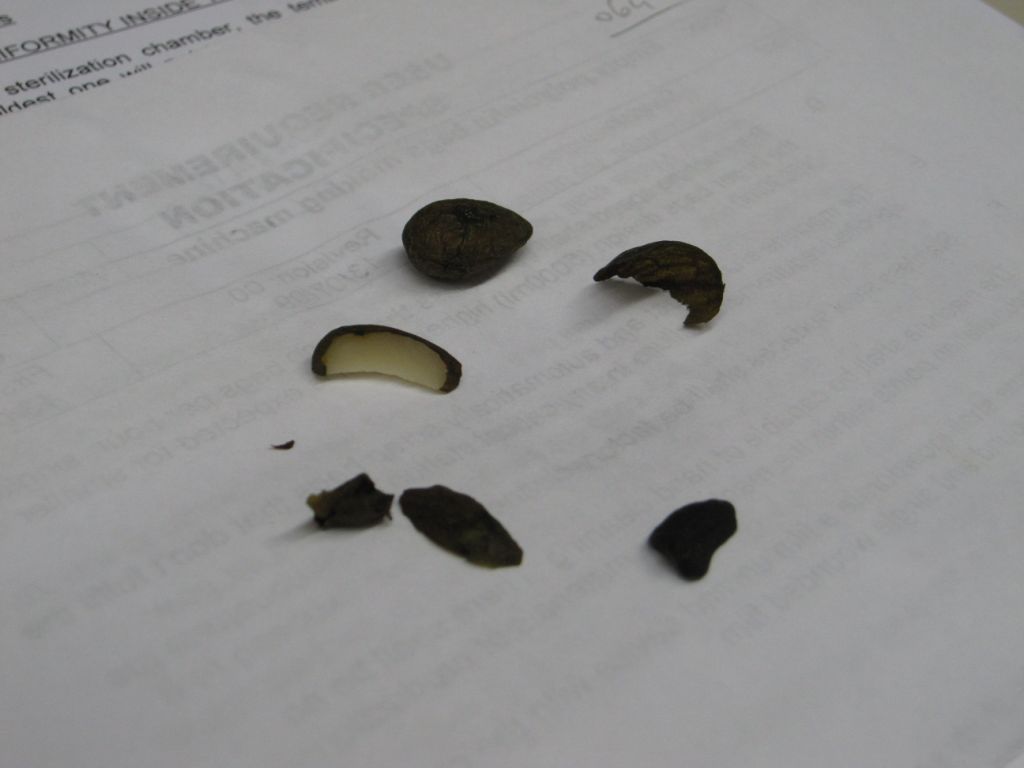 Val Poschiavo: semi autoctoni o esotici??