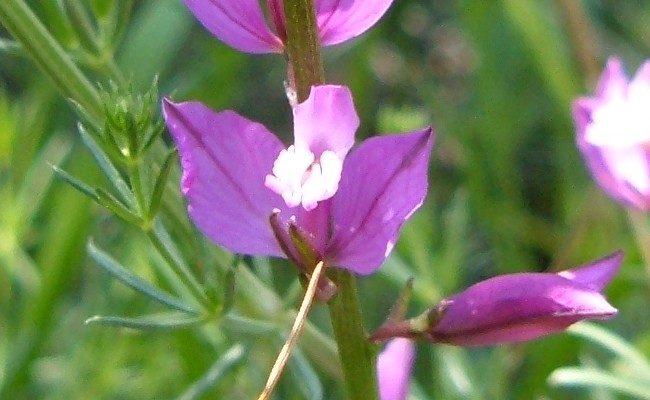 Piante e fiori delle Alpi Marittime della Liguria