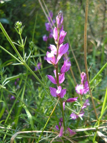 Piante e fiori delle Alpi Marittime della Liguria