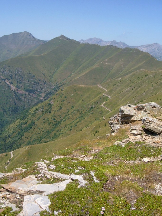 Piante e fiori delle Alpi Marittime della Liguria