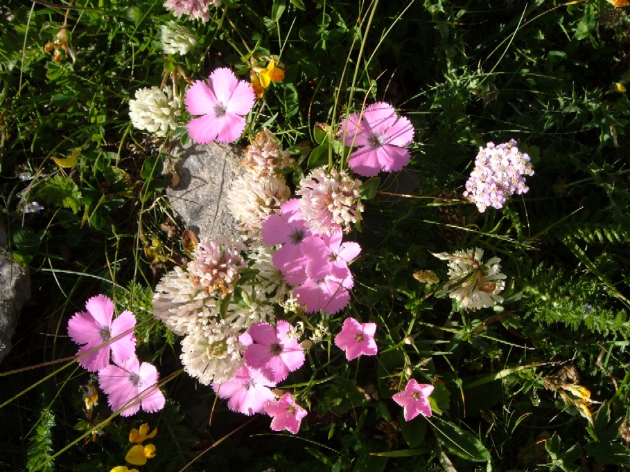 Piante e fiori delle Alpi Marittime della Liguria