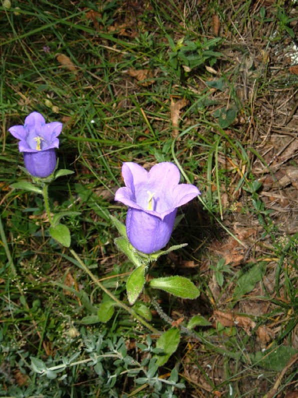 Piante e fiori delle Alpi Marittime della Liguria