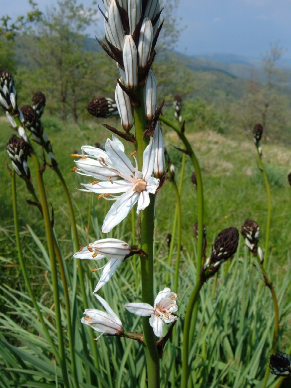 Piante e fiori delle Alpi Marittime della Liguria