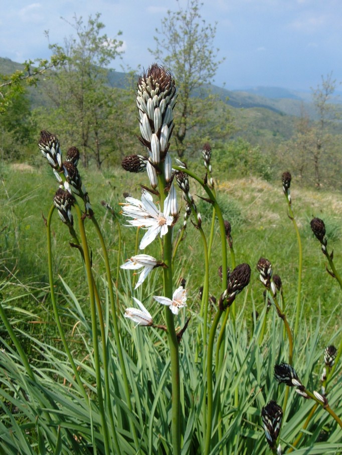 Piante e fiori delle Alpi Marittime della Liguria